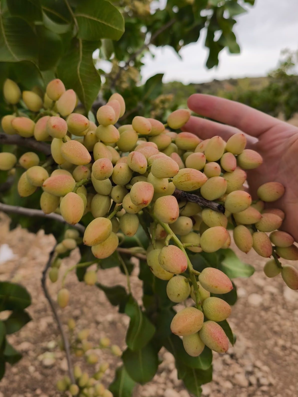 Racimo de pistacho en la rama, en una finca de Pistalens